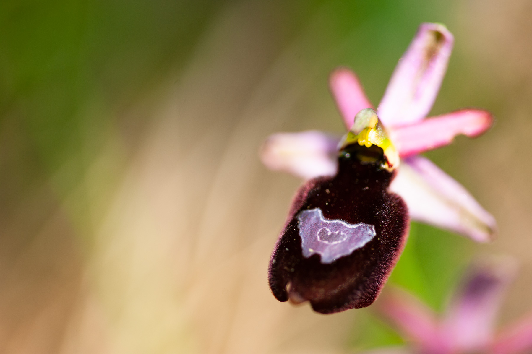 Ophrys benacensis