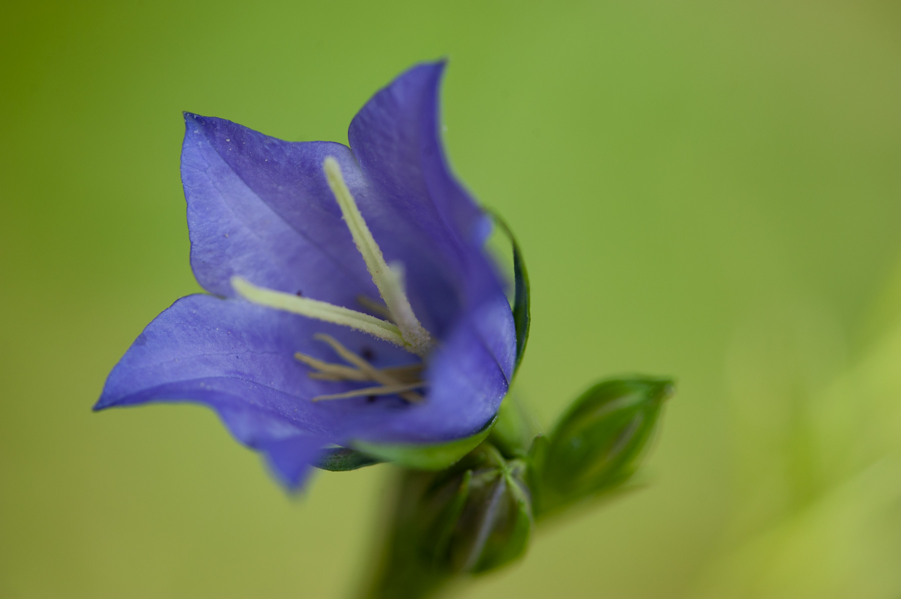 Campanula persicifolia