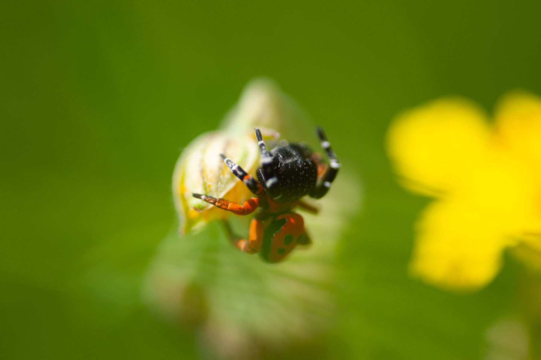 Philaeus chrysops