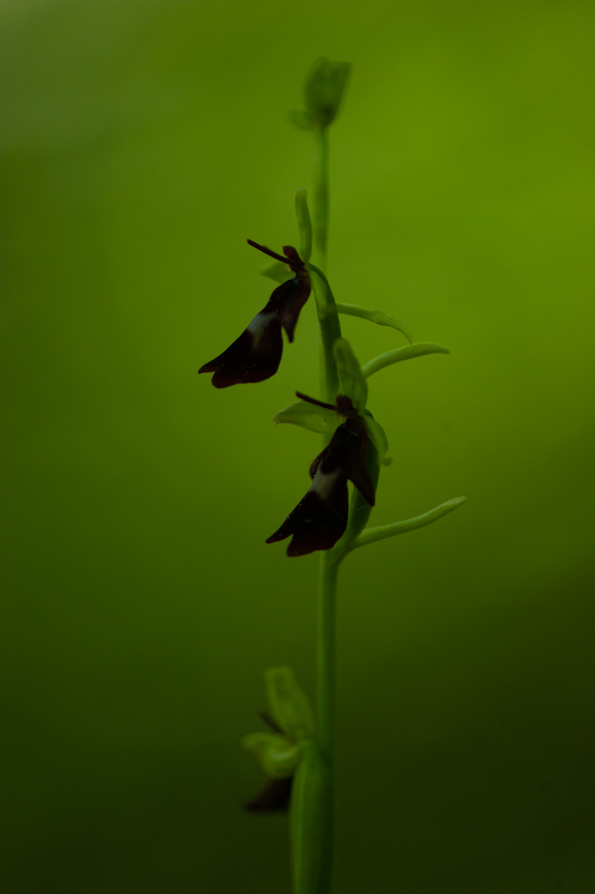 Ophrys insectifera