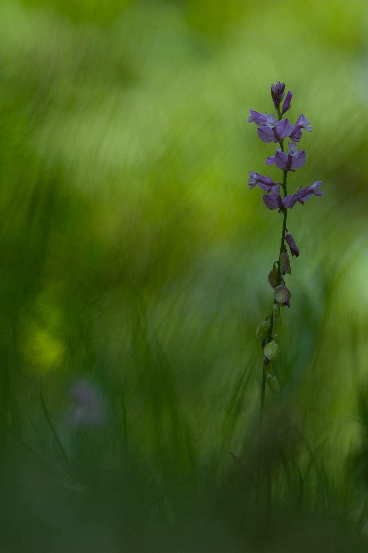 Polygala vulgaris