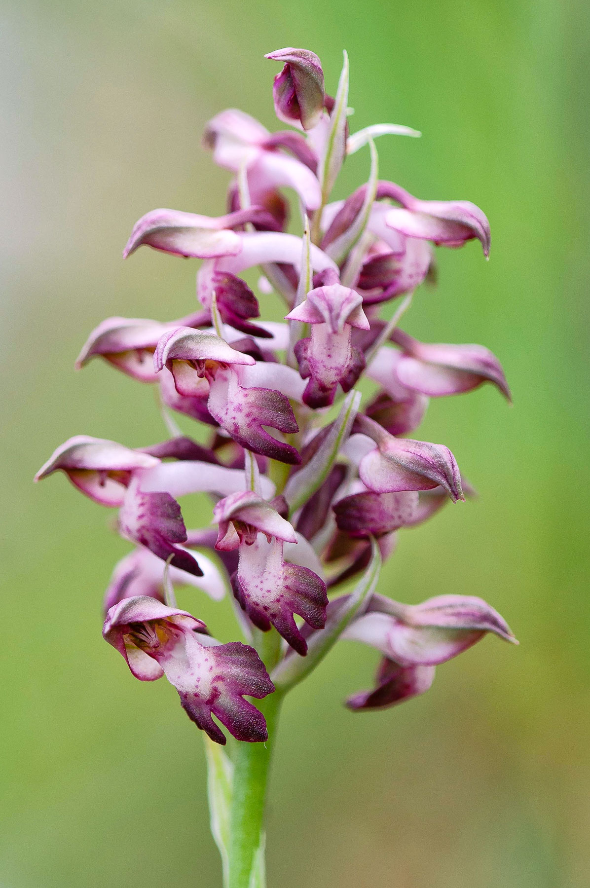 Anacamptis coriophora - orchidea cimicina profumata