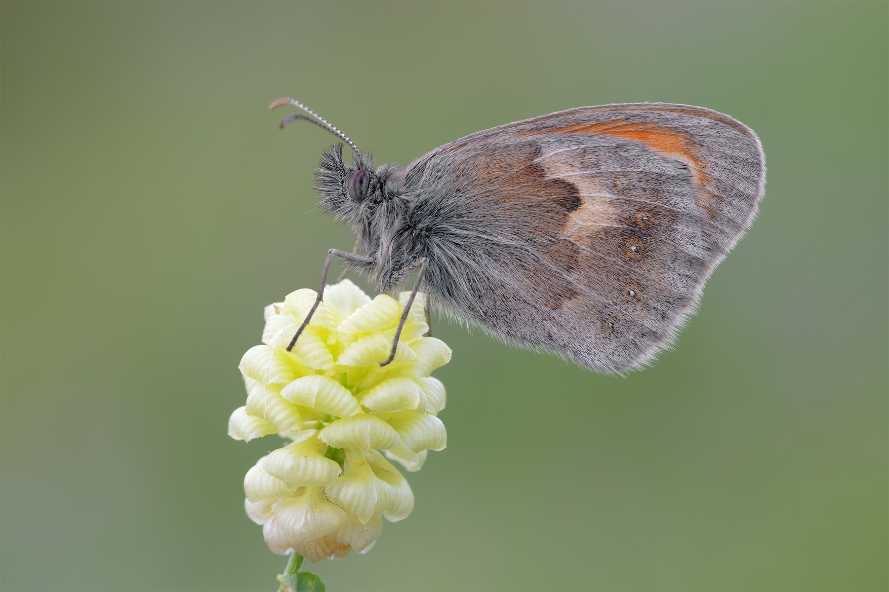 Coenonympha pamphilus