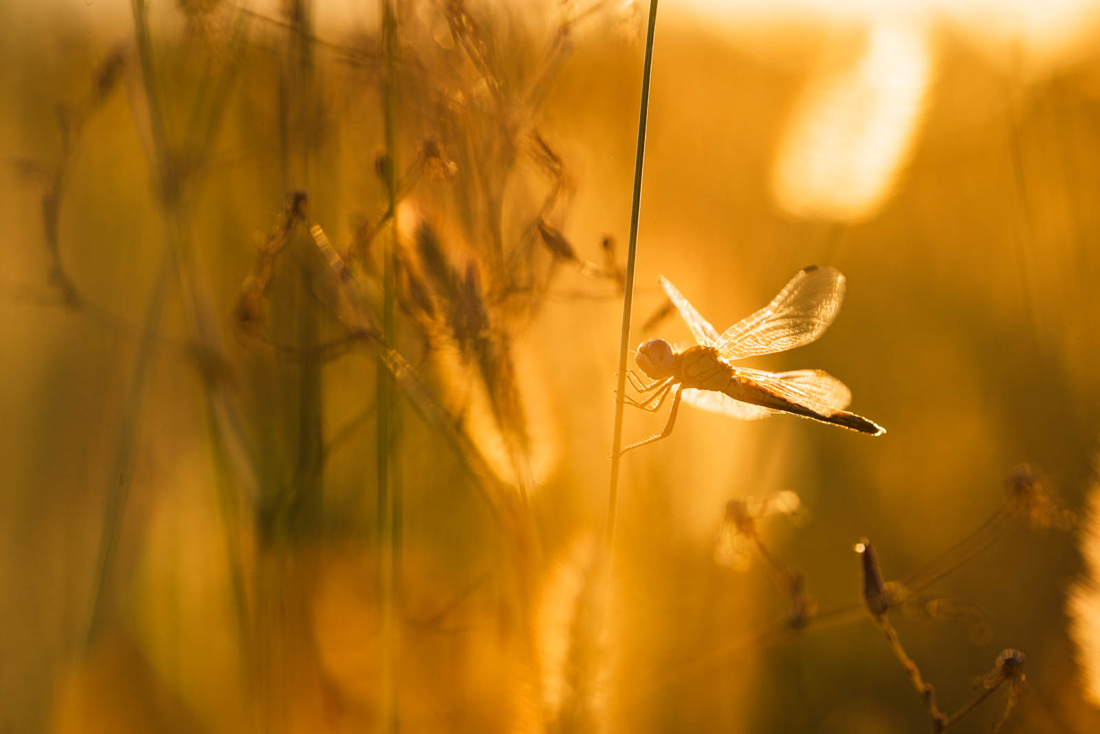 Symnpetrum fonscolombii