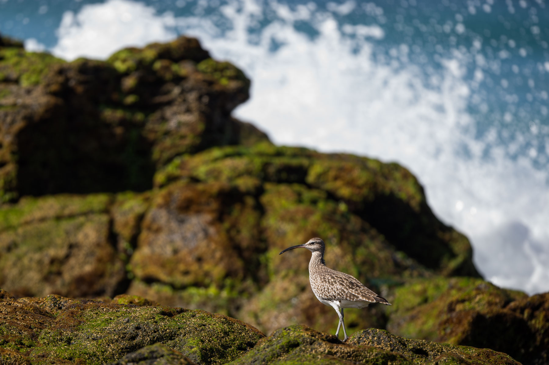 Chiurlo piccolo (Numenius phaeopus)