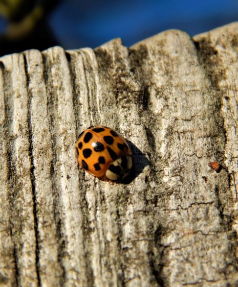 lady bug