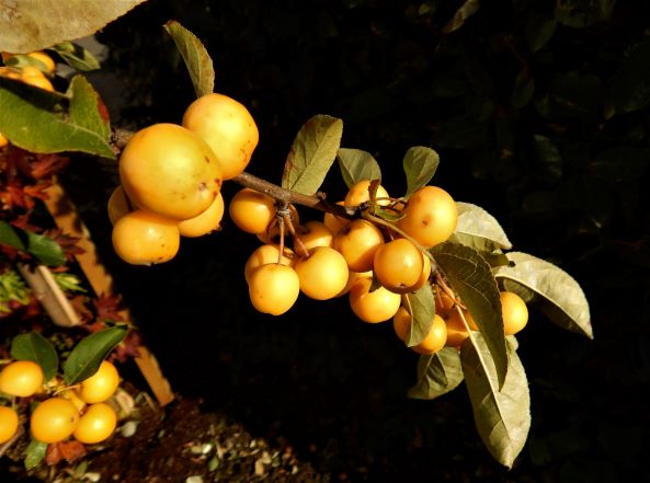 malus