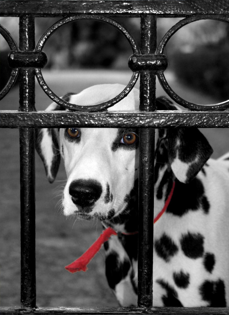 IL COLLARE ROSSO