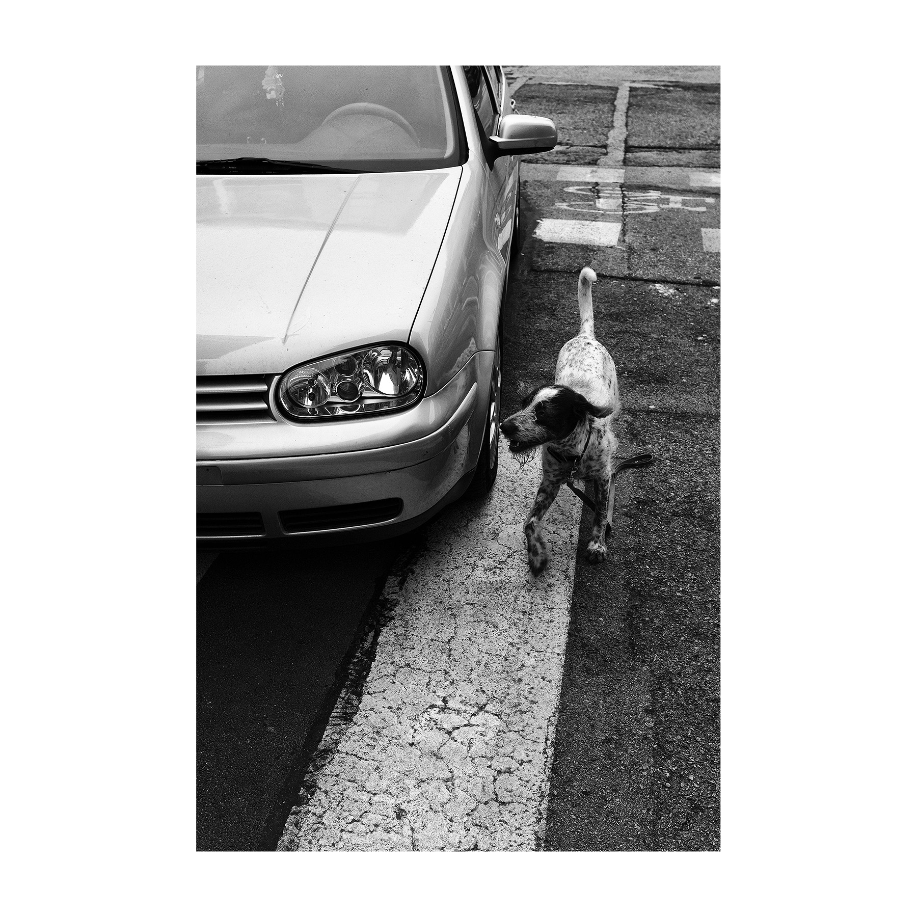 Io Cane