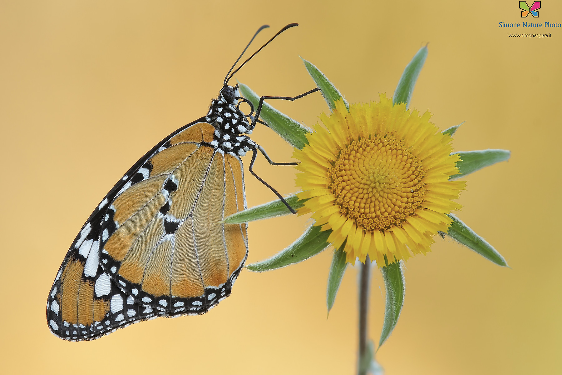 Danaus chrysippus... (di Simone.....)