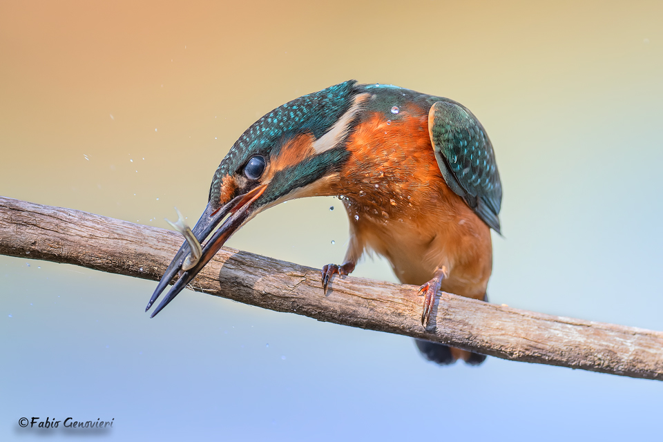 La colazione del Martin Pescatore (di hawks)