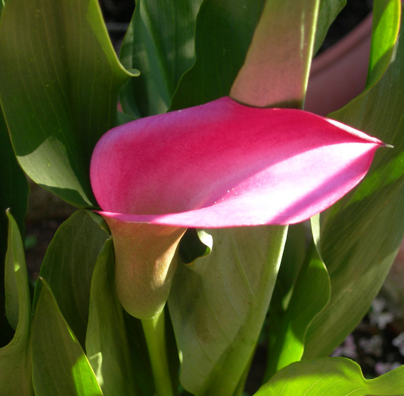 fiori2