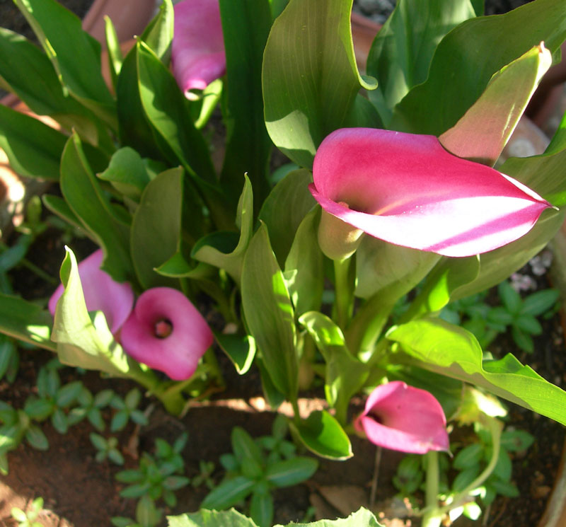 fiori3