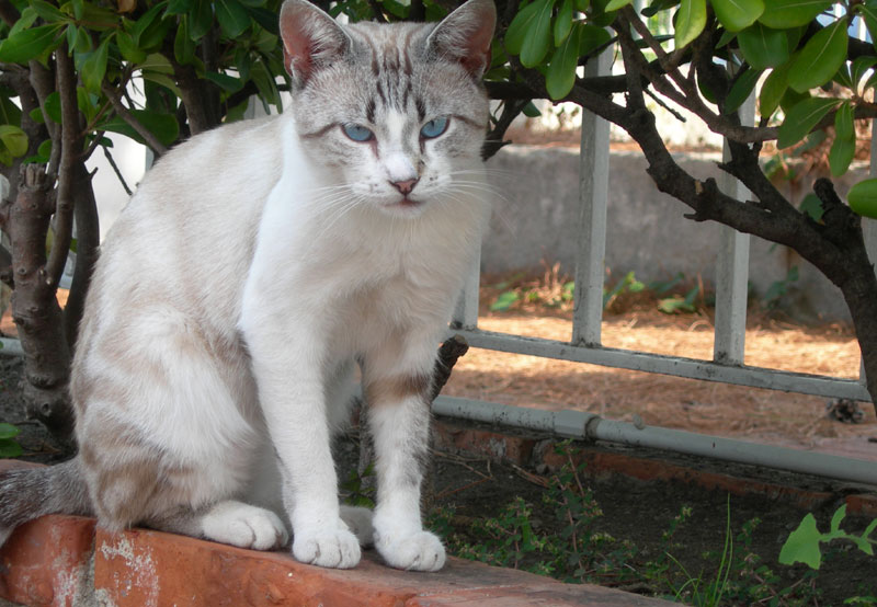 gatto 2