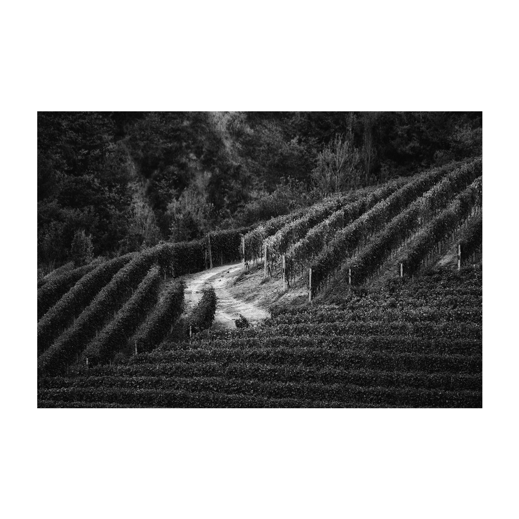 Terra Divina, Terra Di Vino...