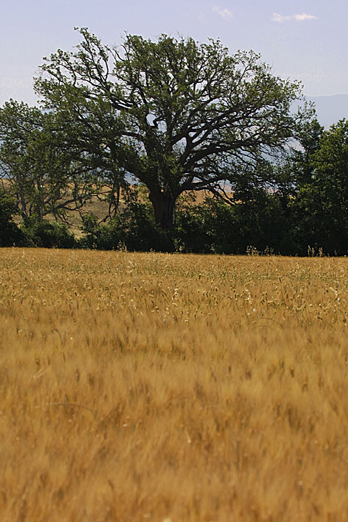 Val d'Orcia