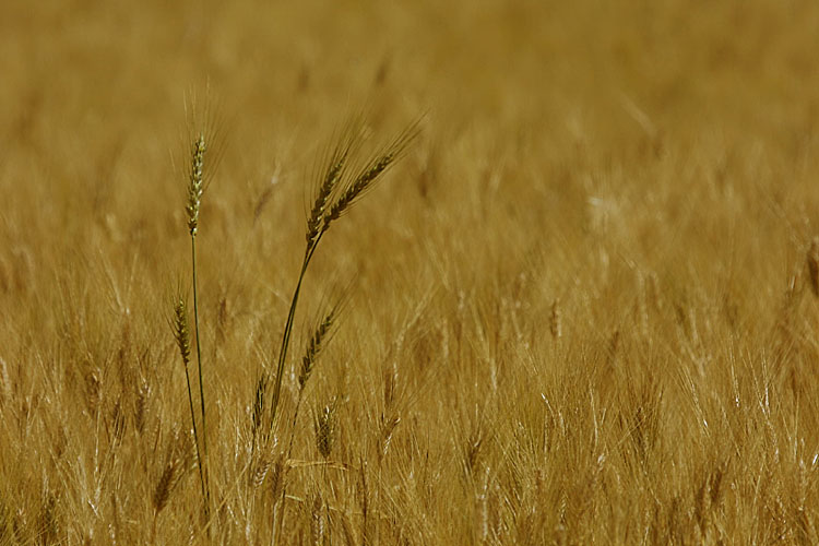Val d'Orcia