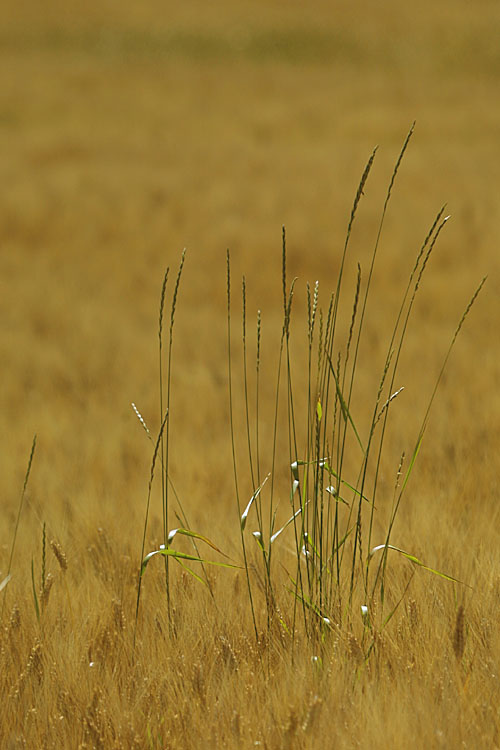 Val d'Orcia