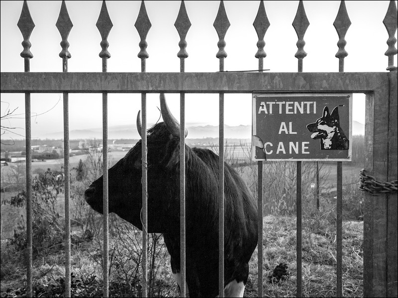 Attenti al... cane? (di shofo)