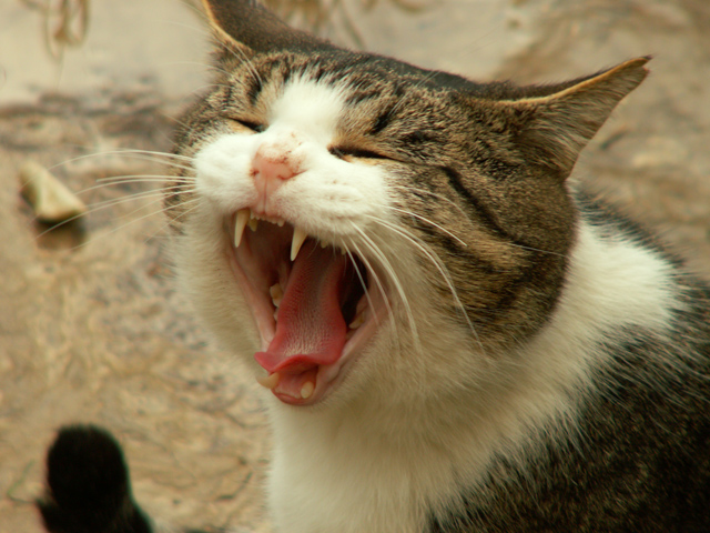 Sonno o ruggito?