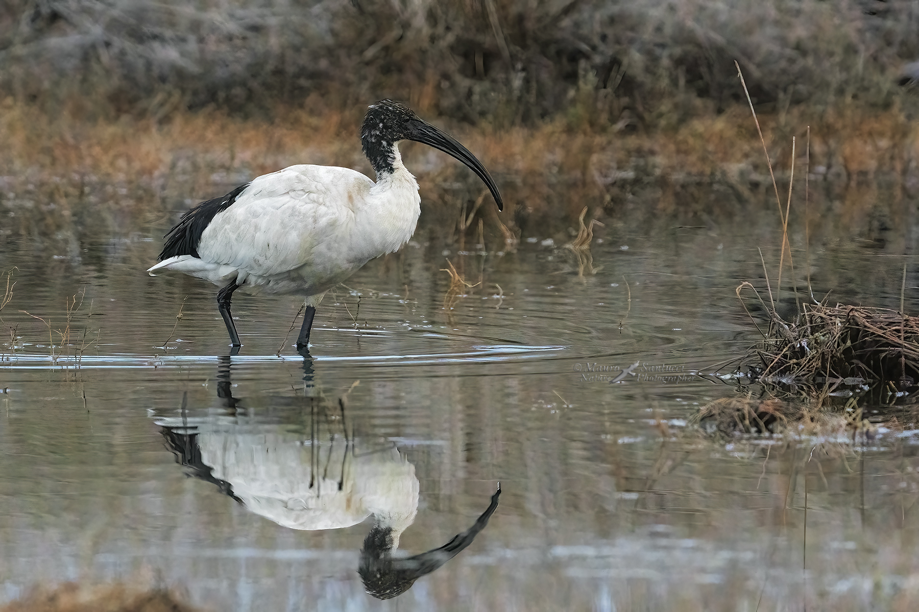 Ibis-sacro_DSC05971