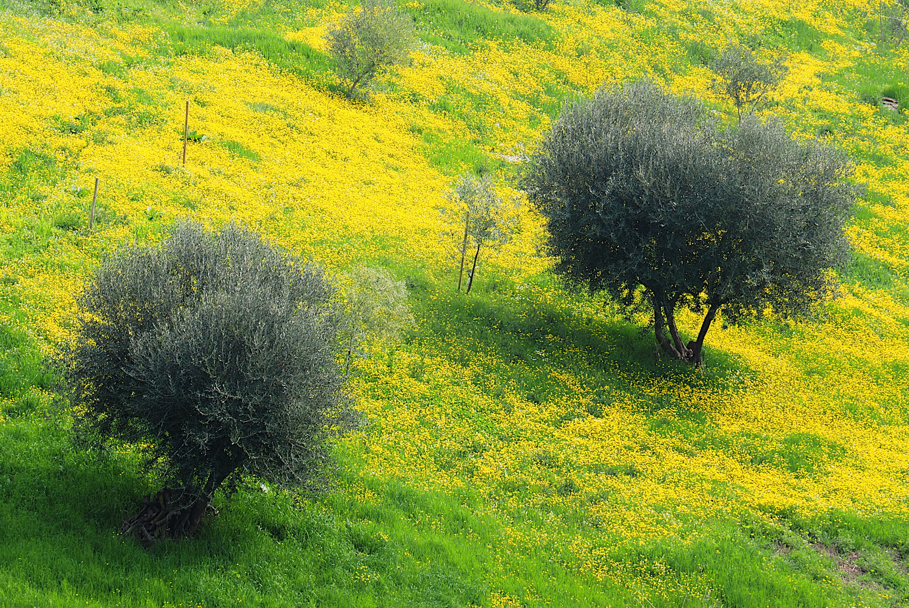 ulivi a inizio primavera