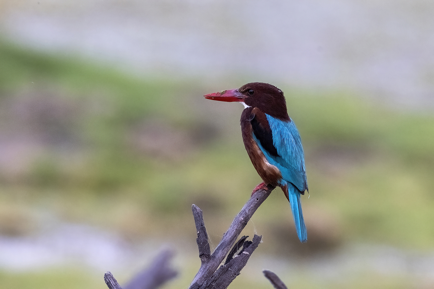 Kingfisher
