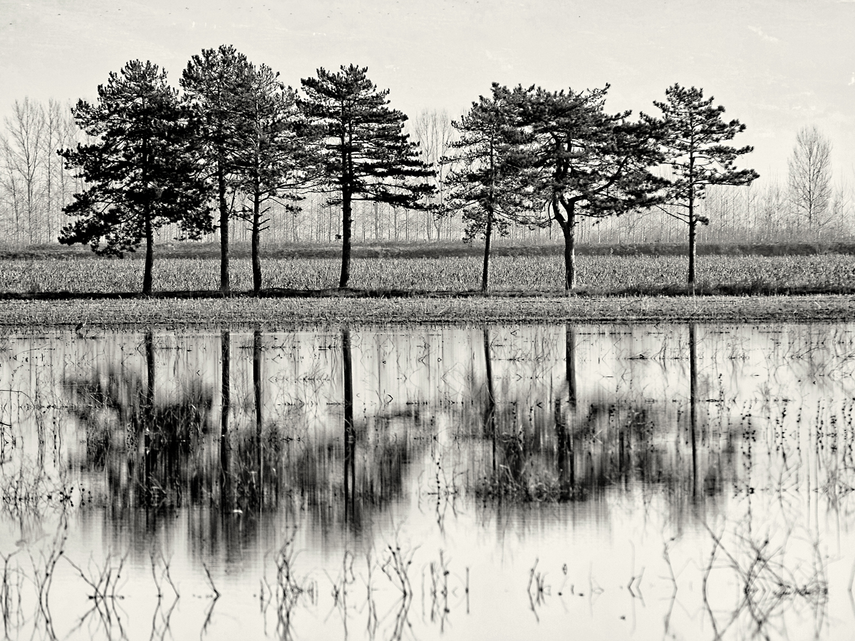 Padule, alberi riflessi