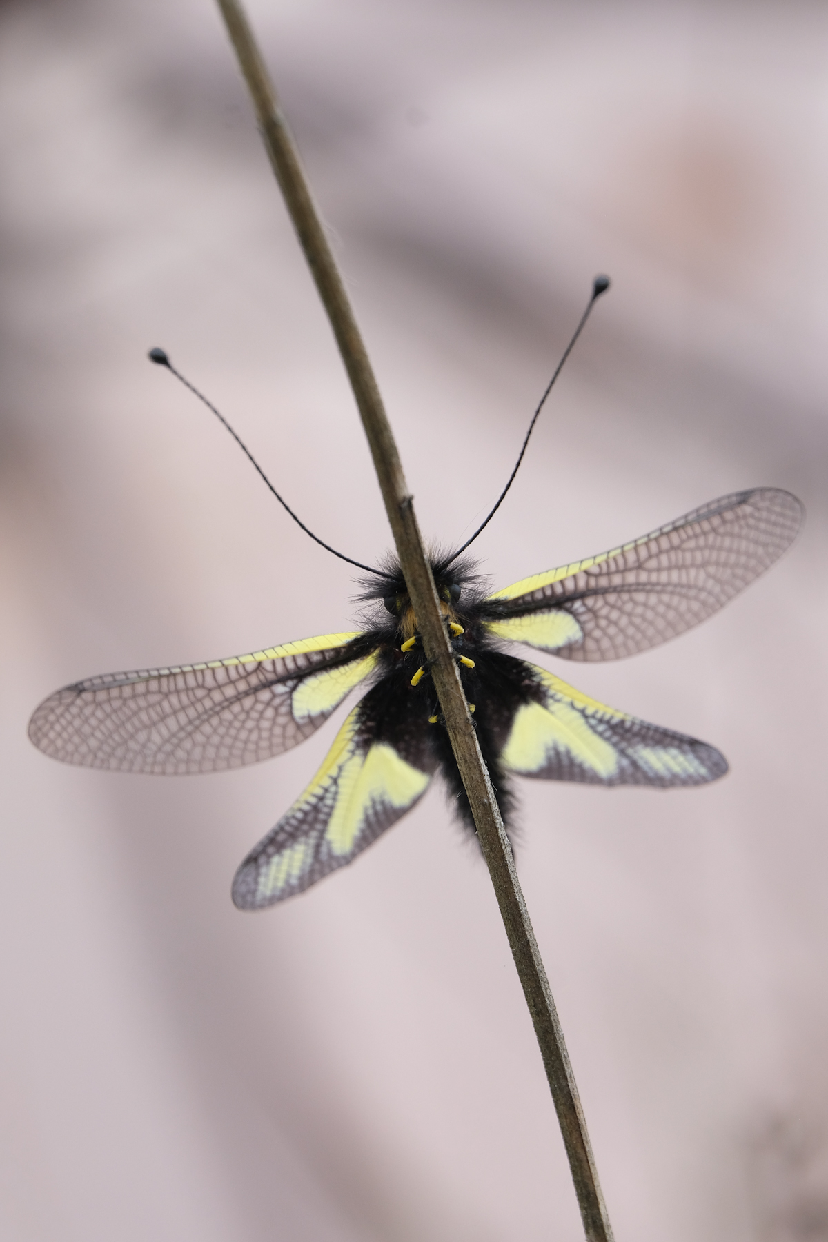 Libelloides Coccajus