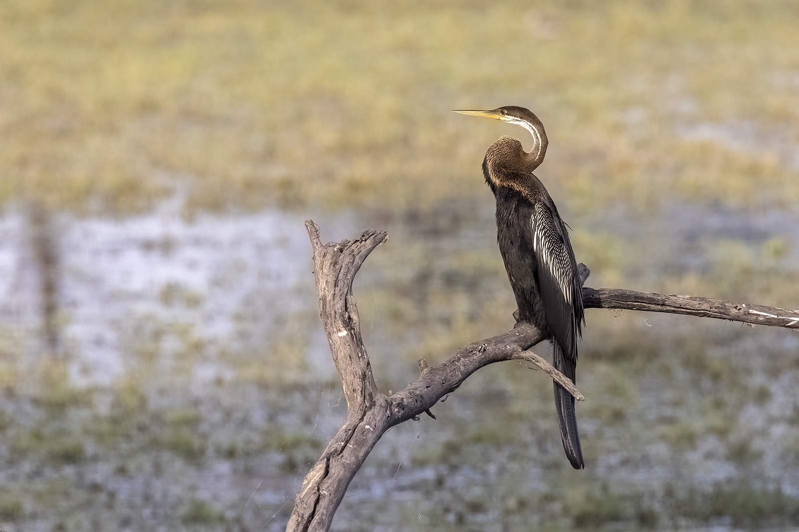 Aninga asiatica