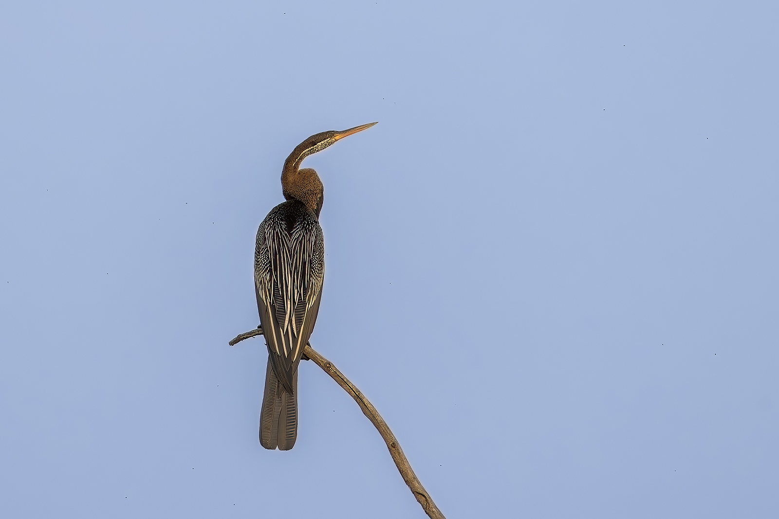 Aninga asiatica