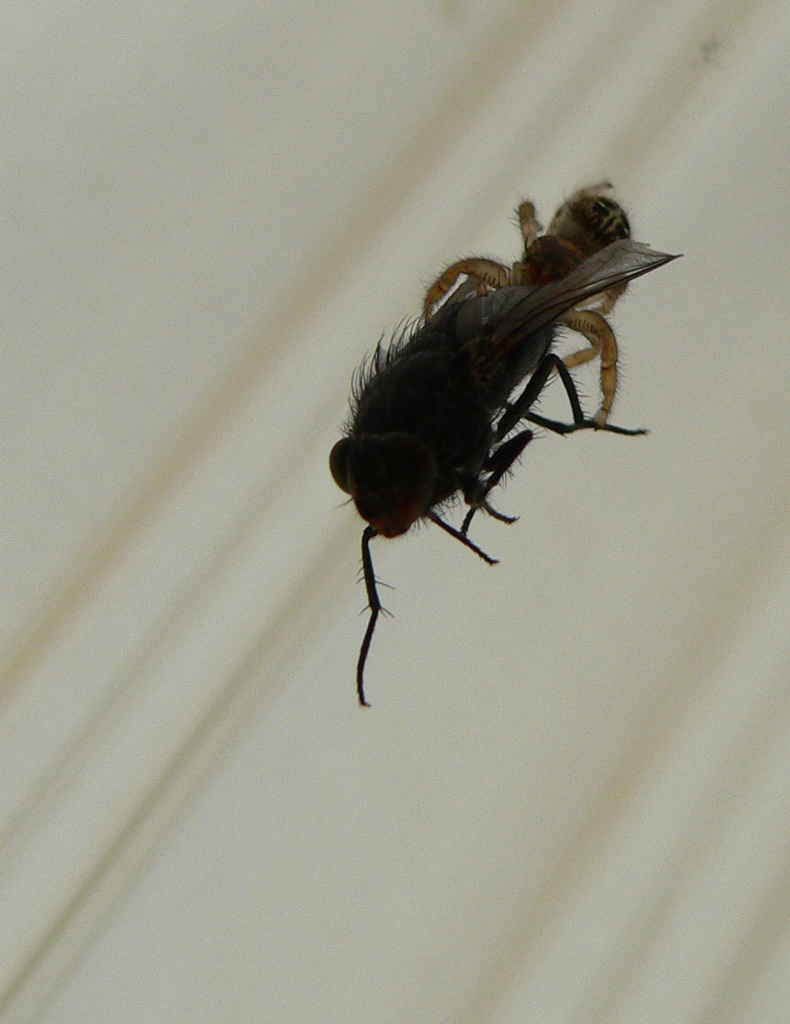 Nella morsa del ragno