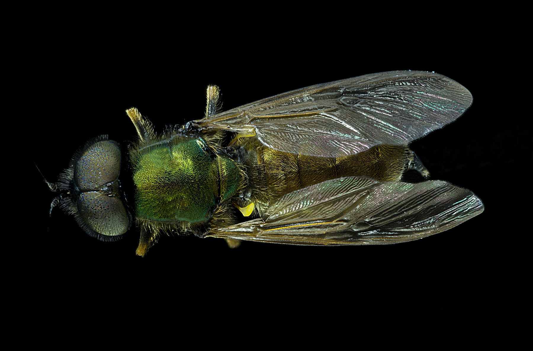 Chloromyia Formosa 3