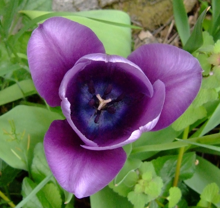 tulipano viola