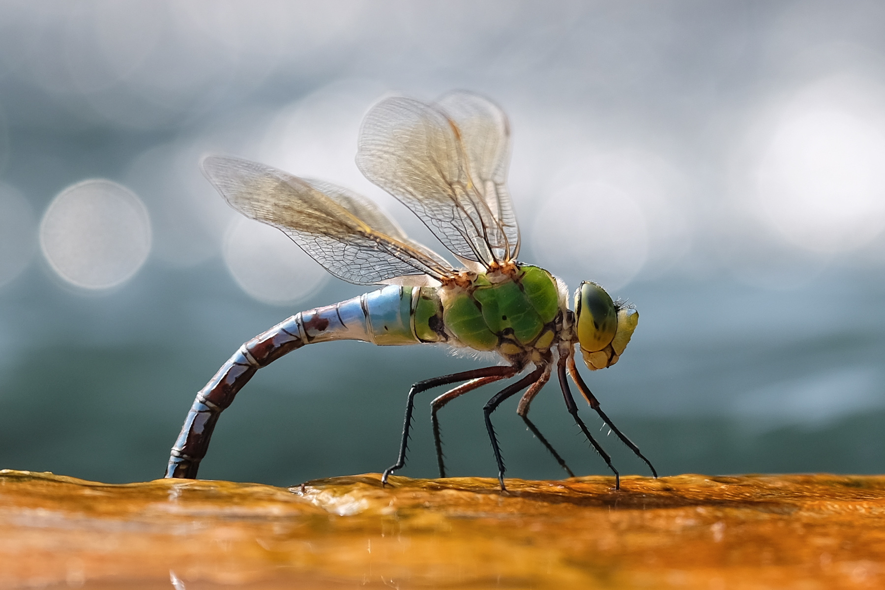 Anax Imperator - 2