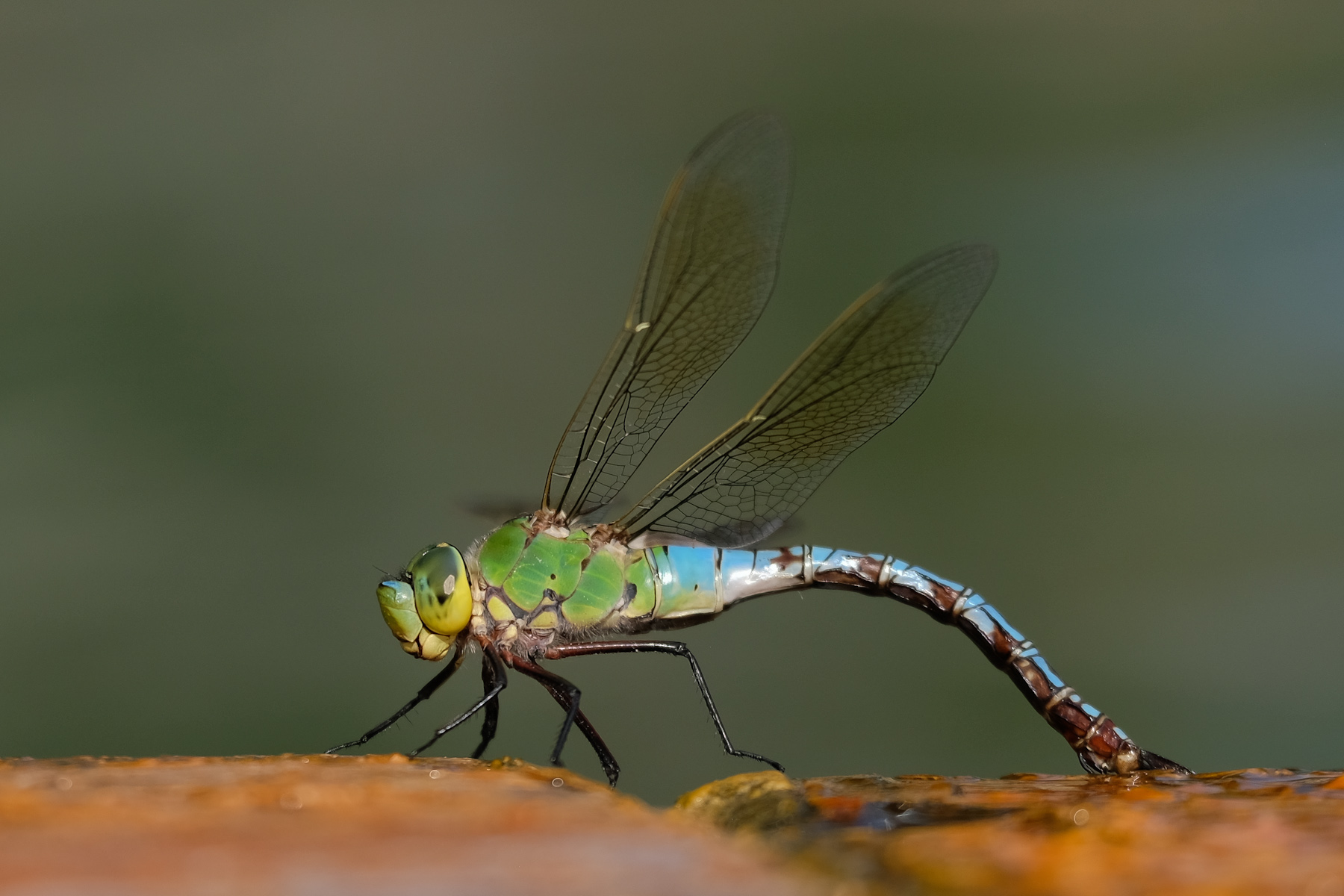 Anax Imperator - 3
