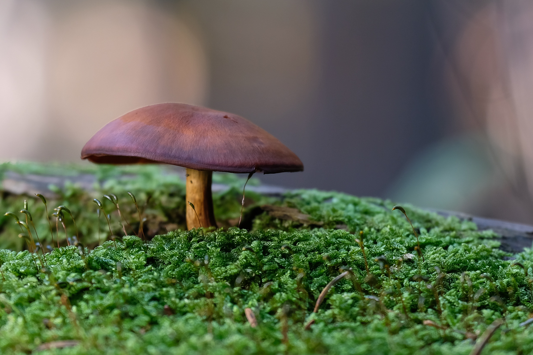 sapori del bosco_1