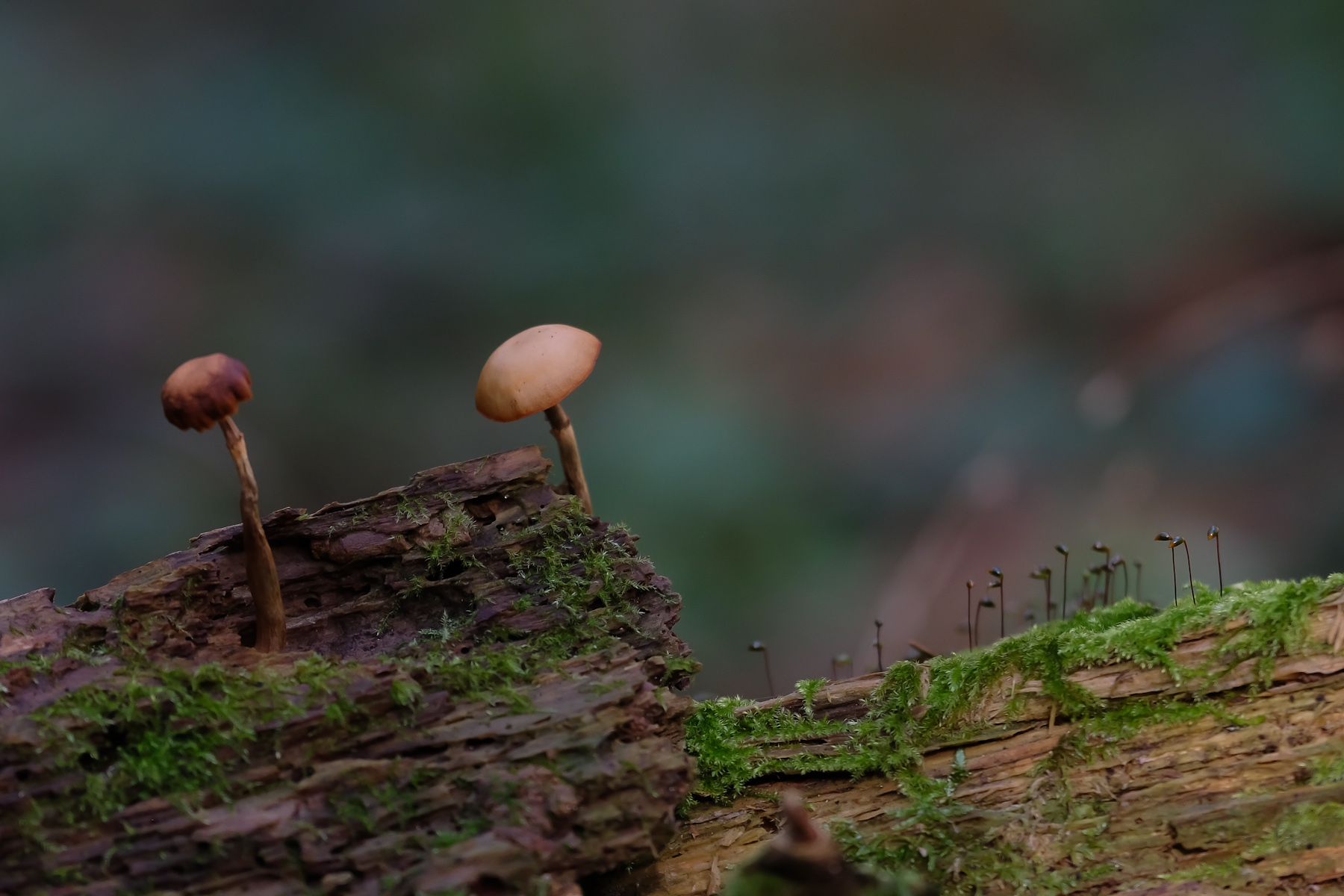 sapori del bosco_2