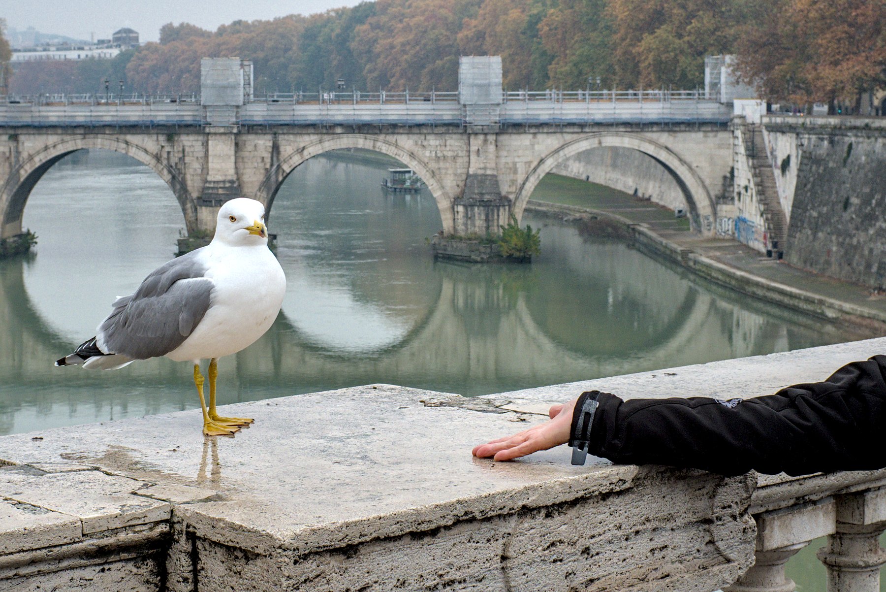 Seagull