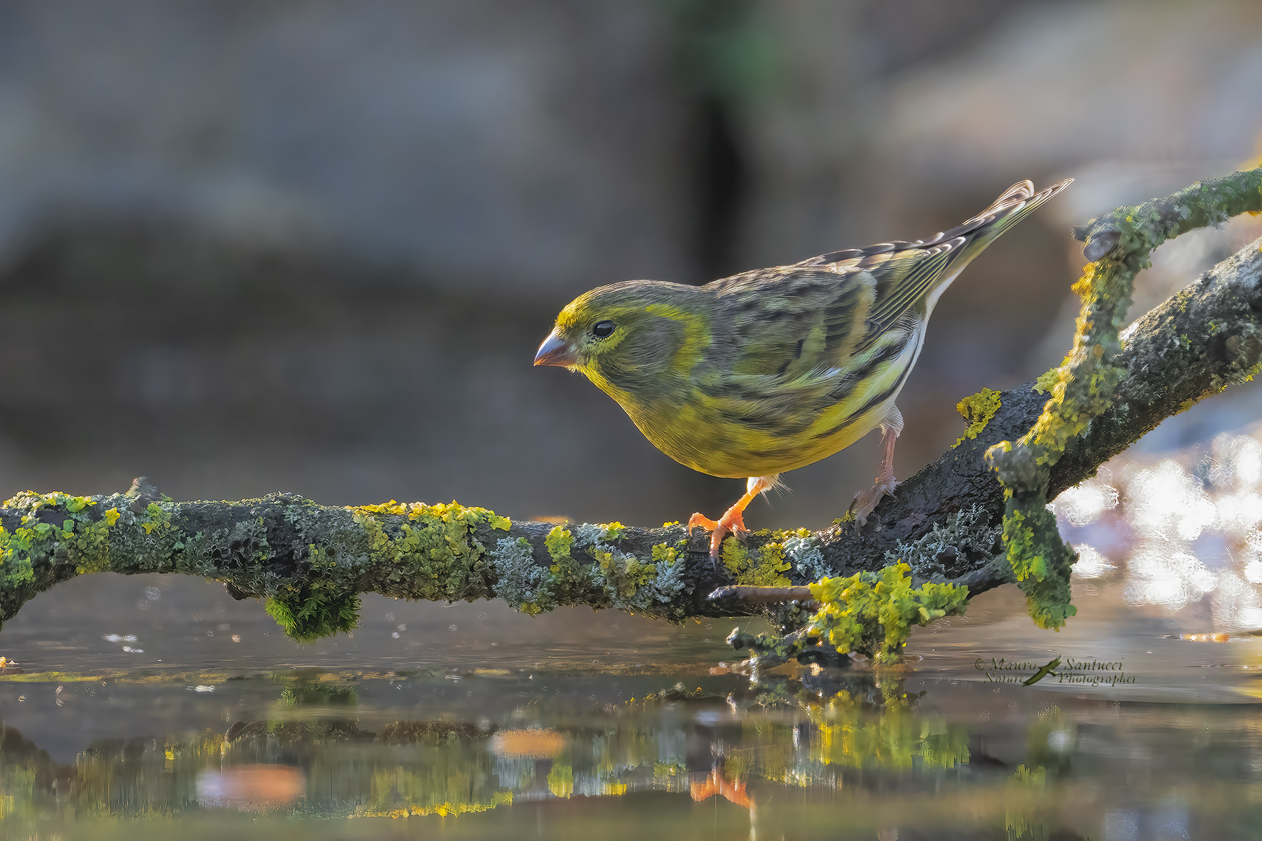 Verzellino_DSC08408