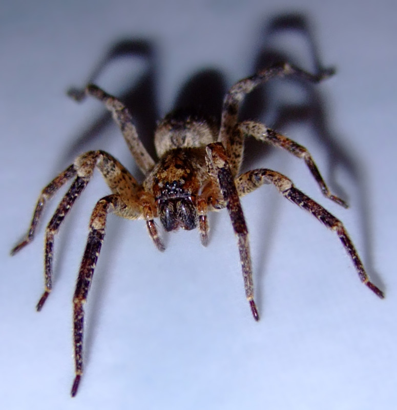 spider