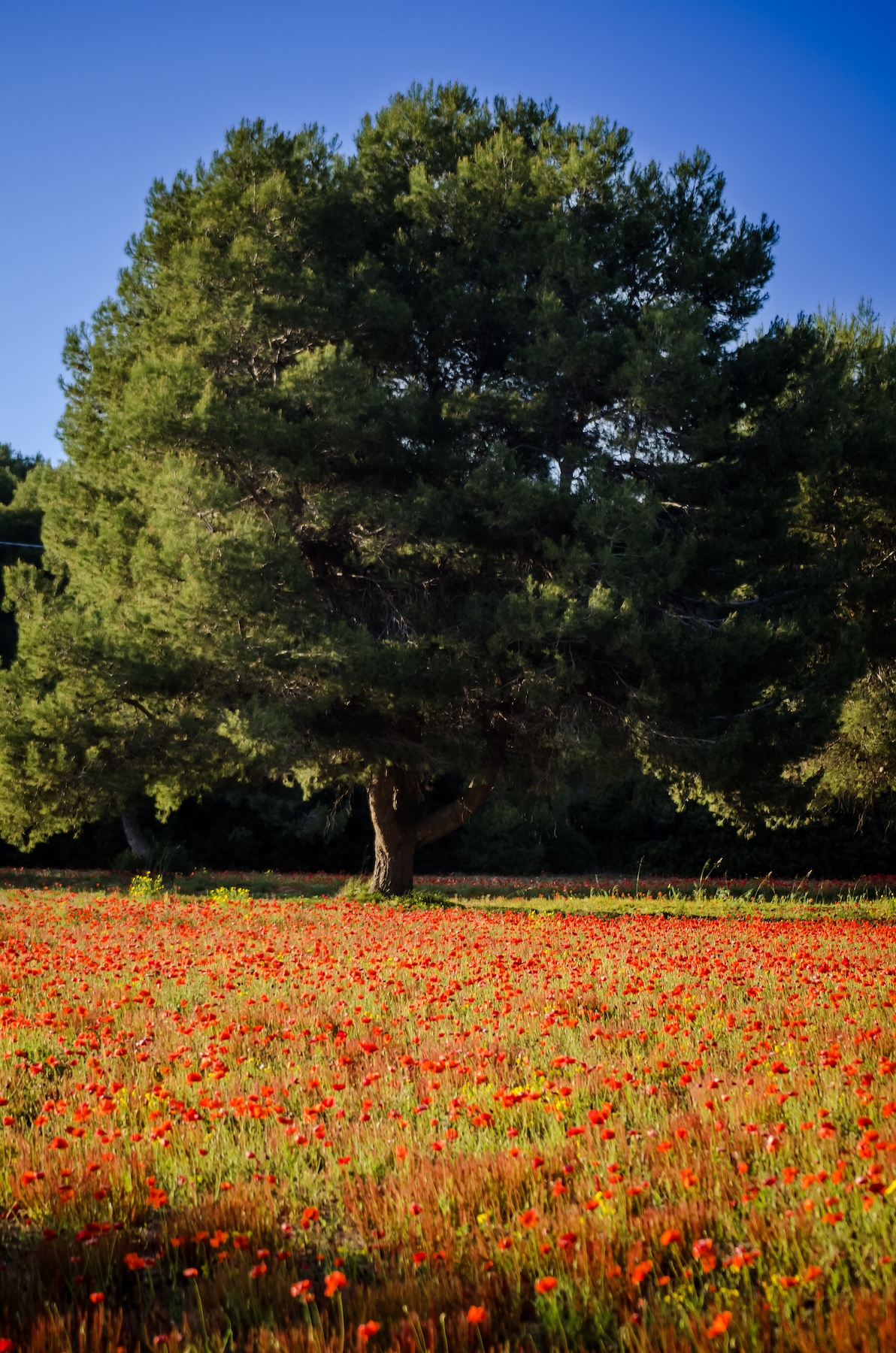 campi di primavera