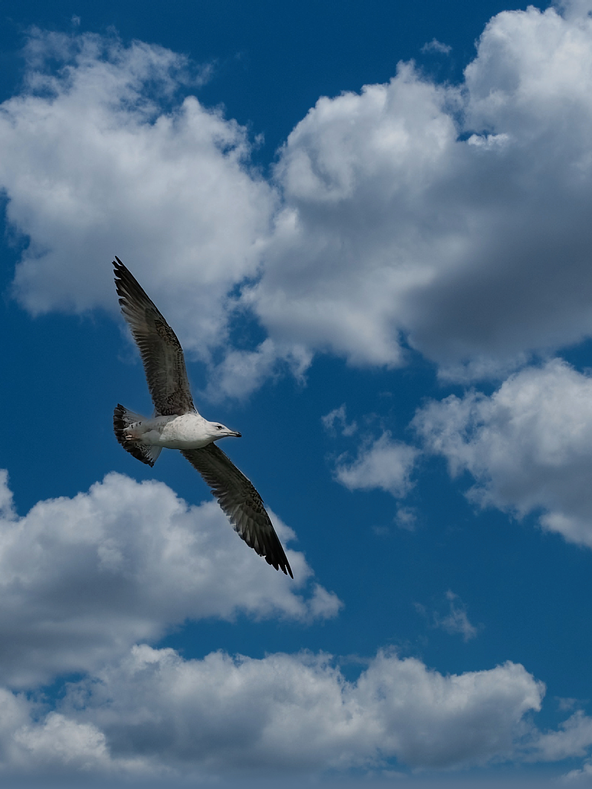 Gabbiano in volo tra le nuvole