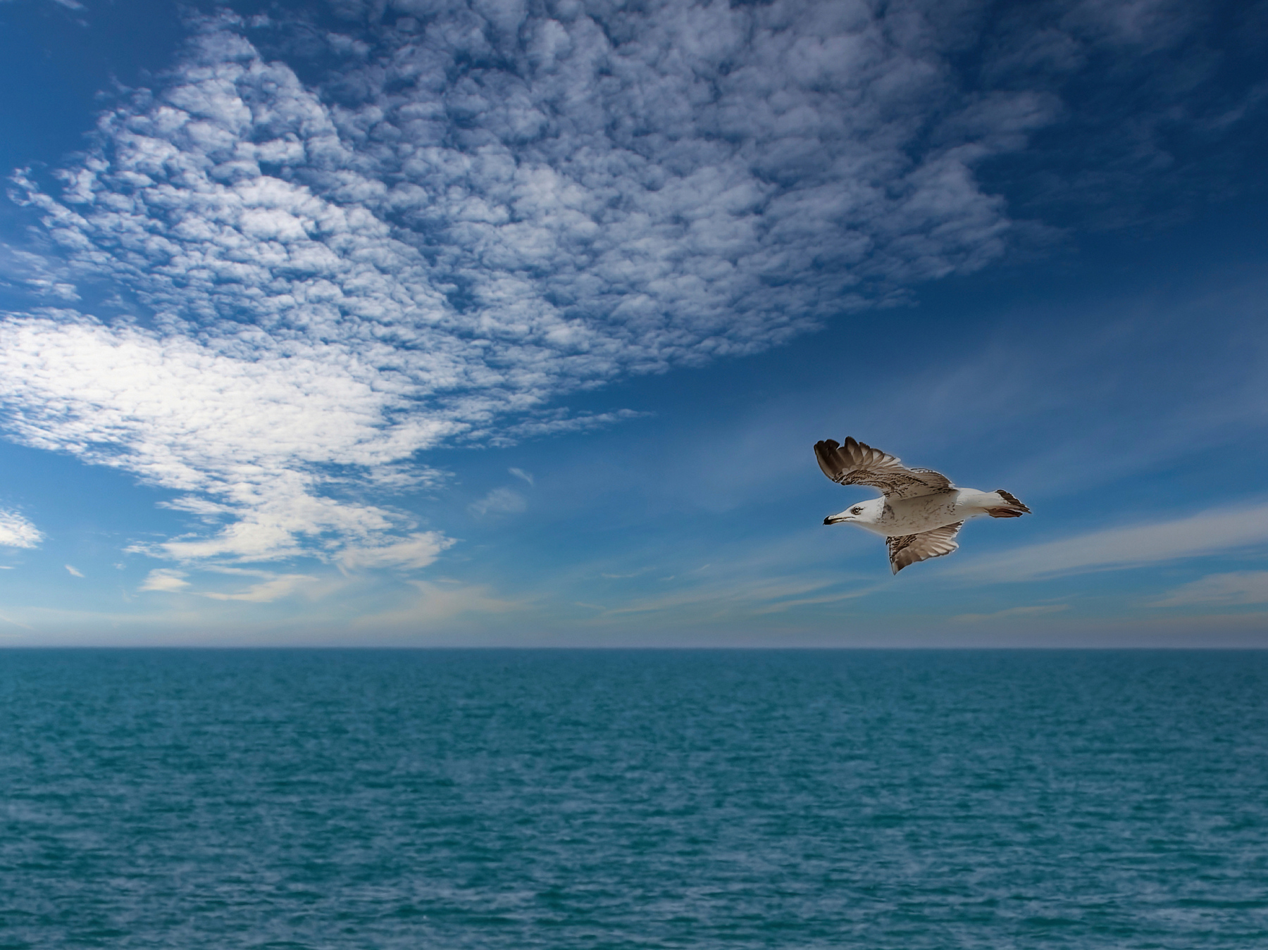 Gabbiano in volo tra nuvole e mare