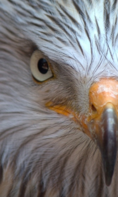 Falconeria