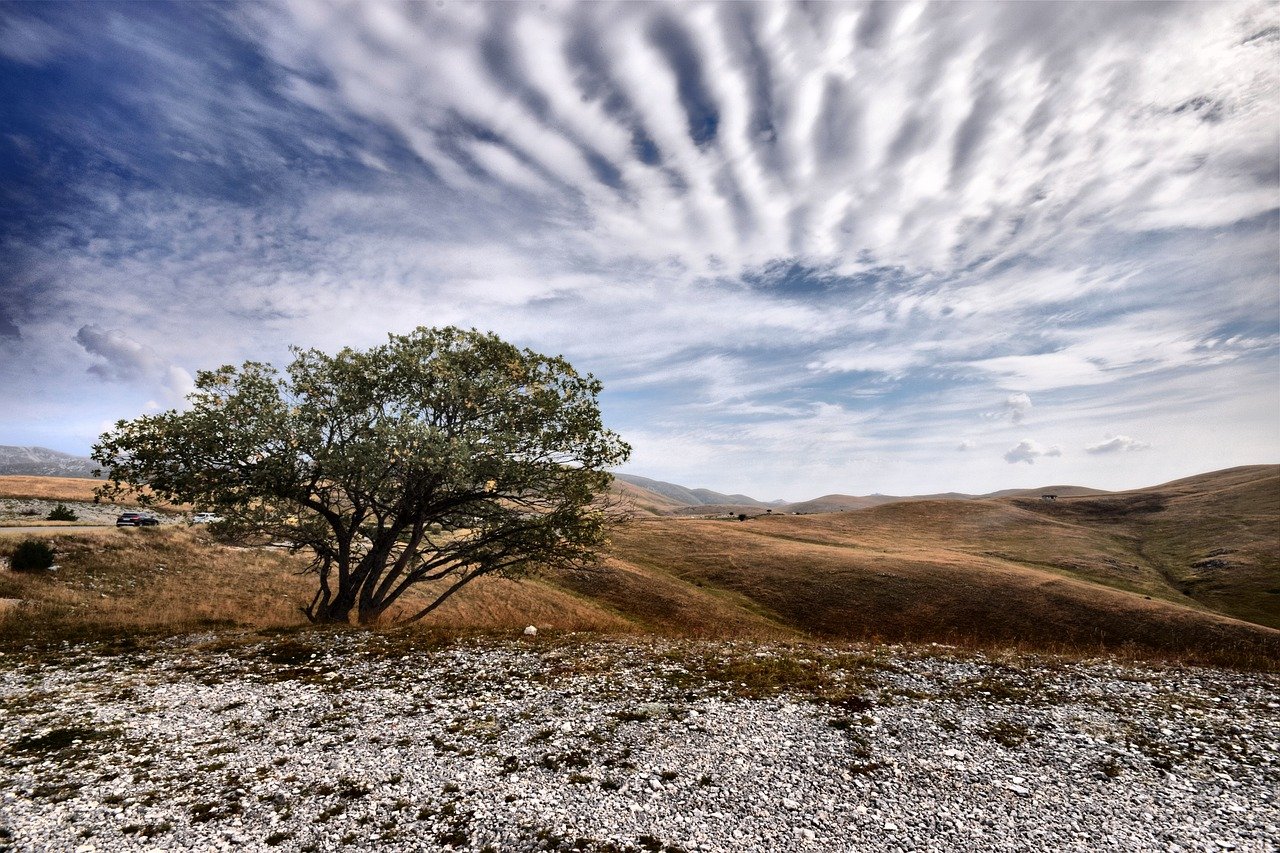 albero sul gransasso