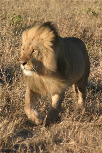 Leone in corsa