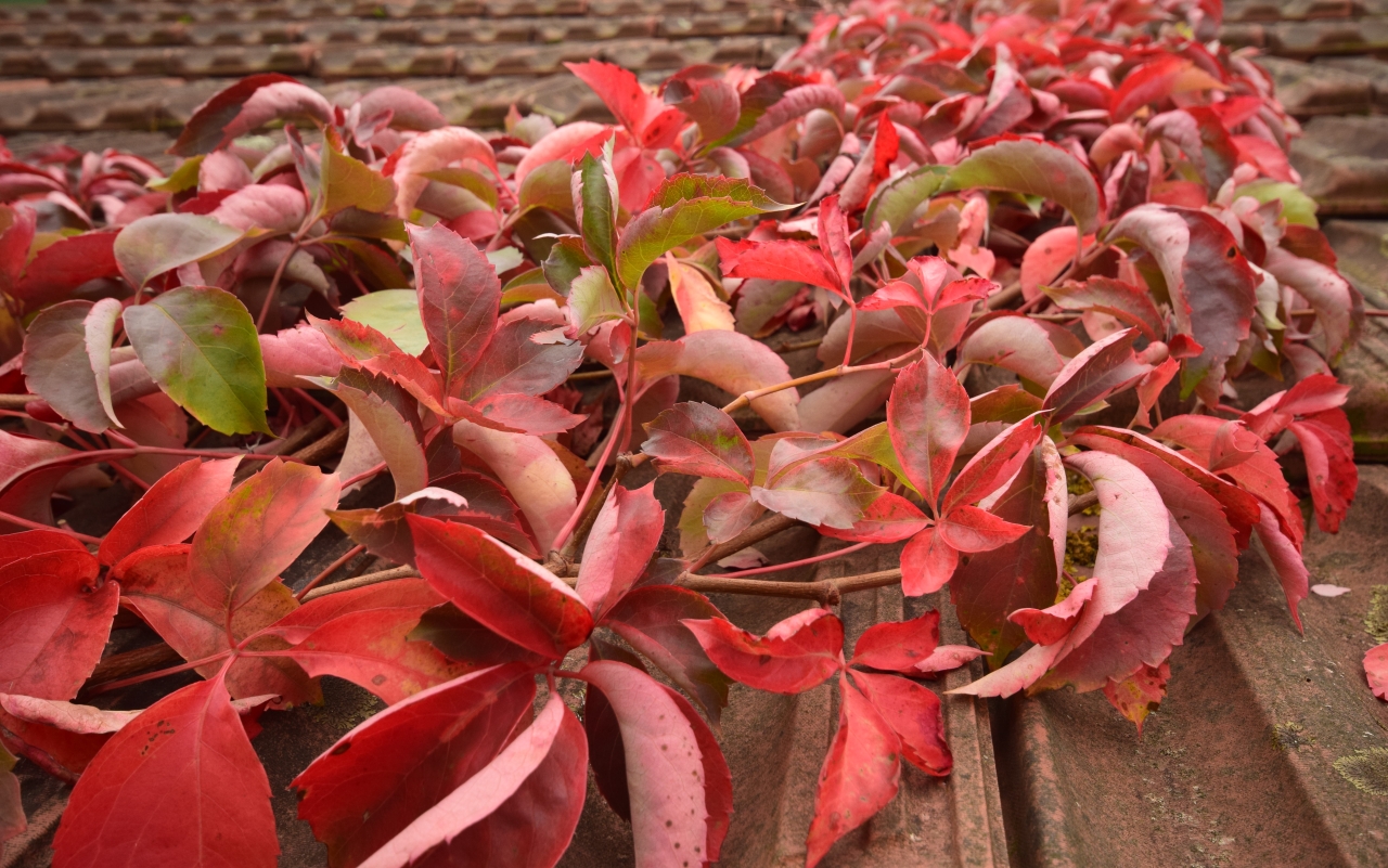 foliage