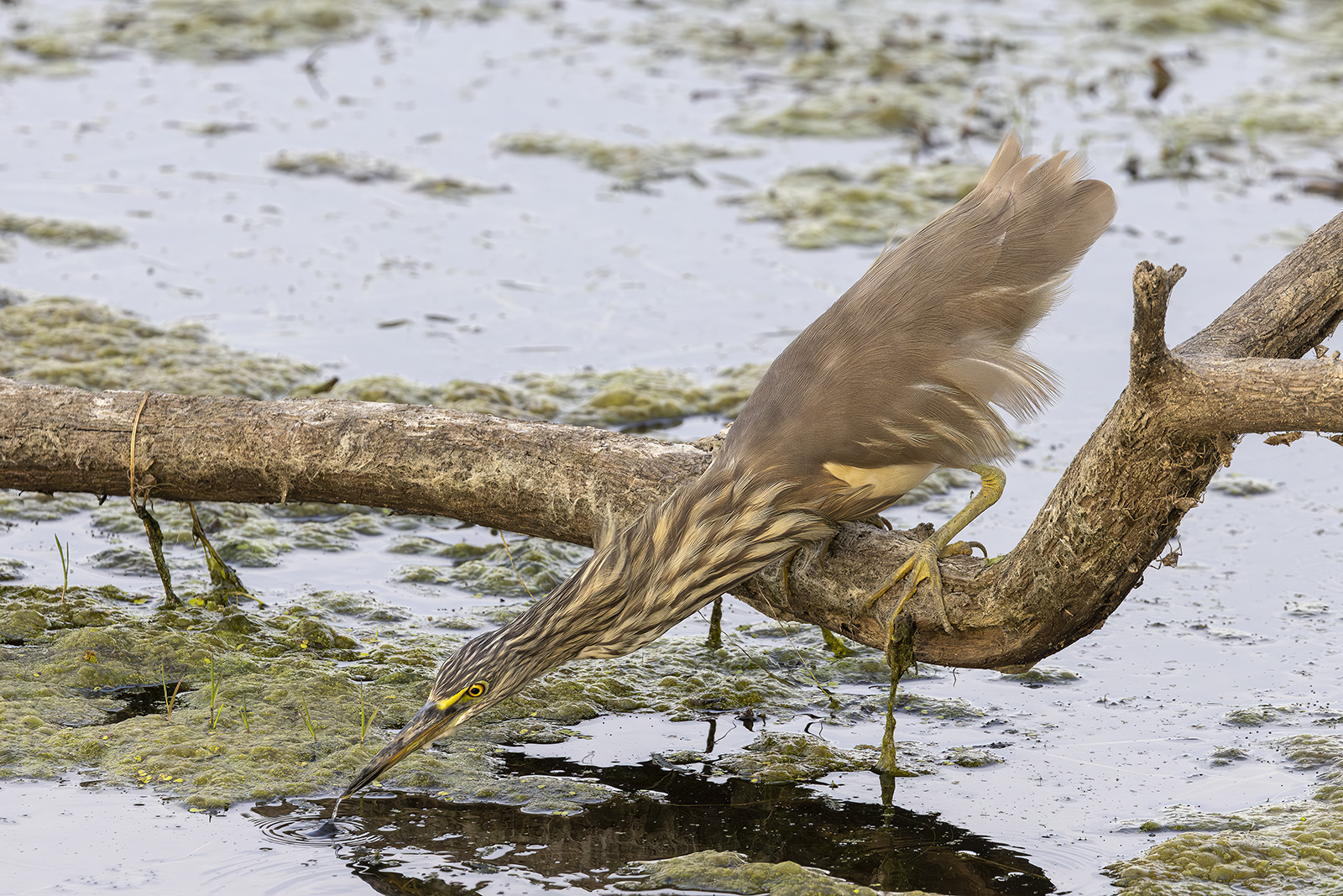 Keoladeo national Park marzo 2024