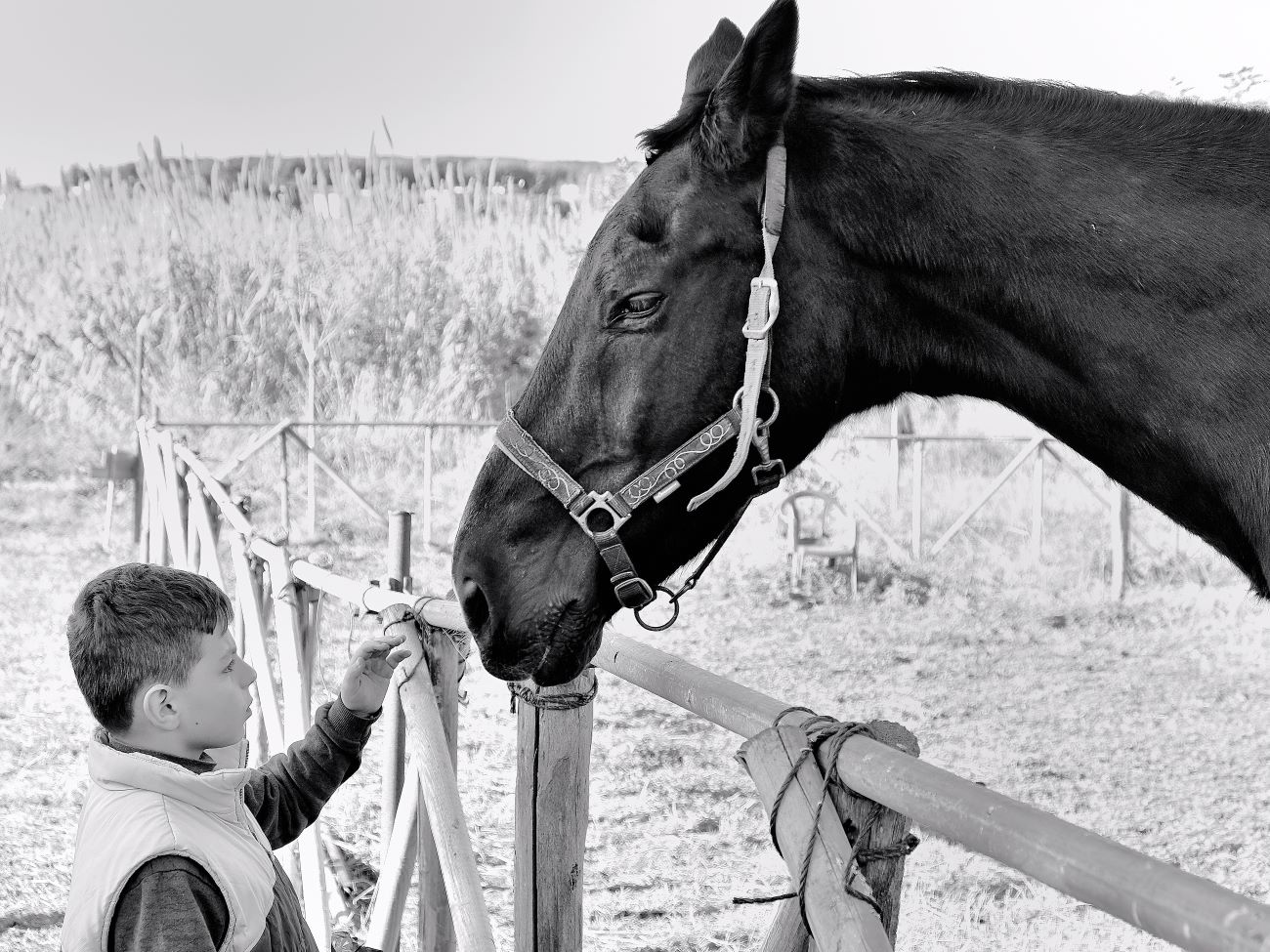 si guardano negli ochhi